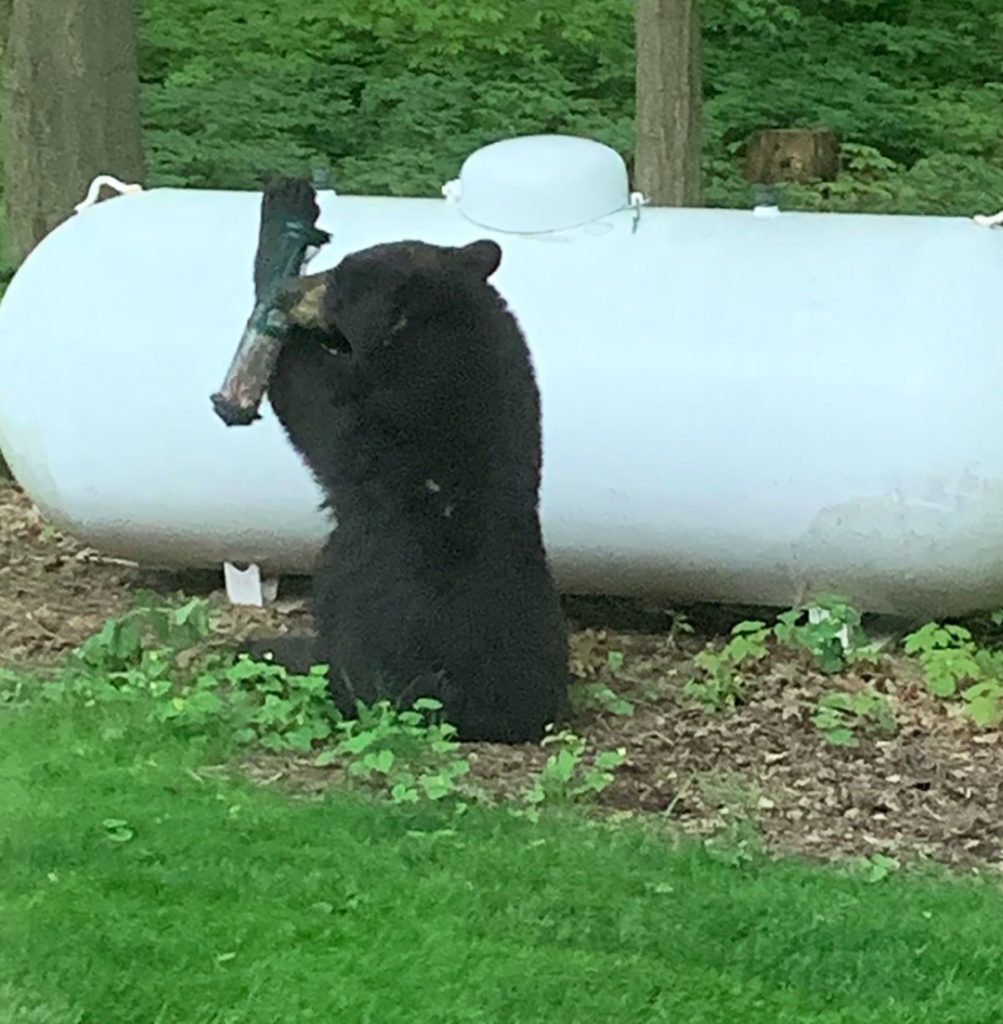 Police Issue Warning Offer Tips After Black Bear Sightings 5570