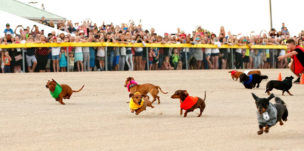 Wiener dog races back by popular demand