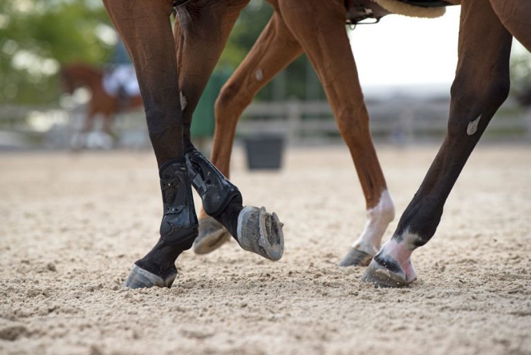 Stem cell research proves effective for equine osteoarthritis