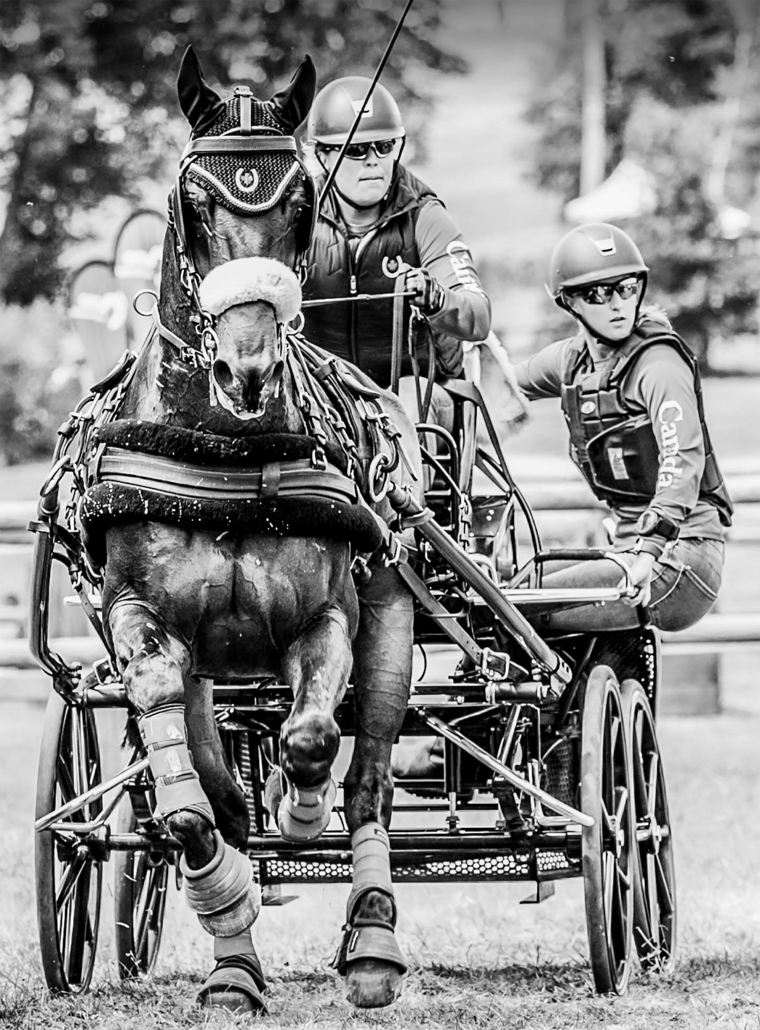 Preserving the tradition of carriage driving in Ontario